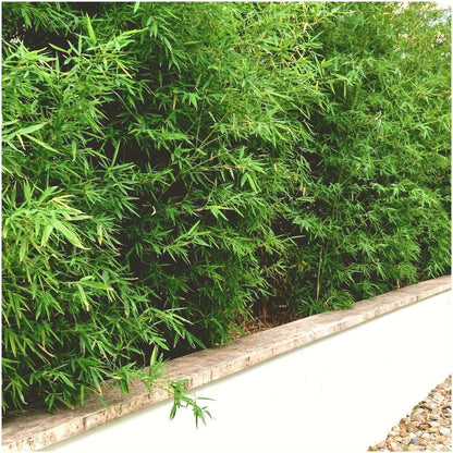 Buitenplant 6x Fargesia Rufa - Pot Ø 12cm Hoogte ↕ 25cm