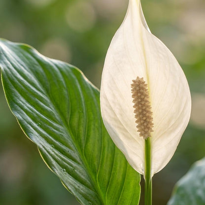Kamerplant - Spathiphyllum incl. mand zeegras naturel - Pot Ø 21cm Hoogte ↕ 80cm