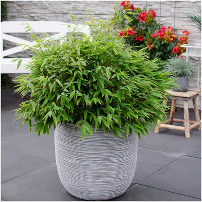 Buitenplant - Fargesia moontears 'Boobux XL' - Pot Ø 29cm Hoogte ↕ 70cm