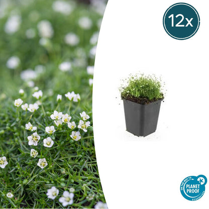 Buitenplant 12x Sagina subulata - Pot Ø 9cm Hoogte ↕ 10-25cm