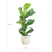 Kamerplant - Ficus Lyrata - Luchtzuiverend - Pot Ø 21cm Hoogte ↕ 80cm