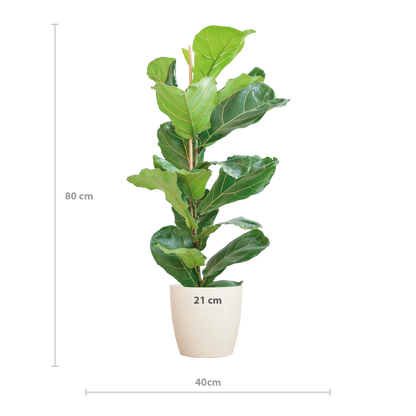 Kamerplant - Ficus Lyrata - Luchtzuiverend - Pot Ø 21cm Hoogte ↕ 80cm