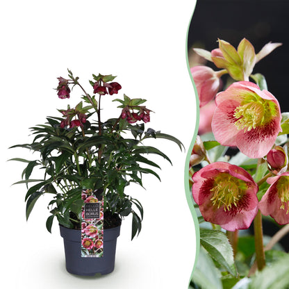 Buitenplant - Helleborus Dacaya - Bloeiend - Pot Ø 19cm Hoogte ↕ 50cm
