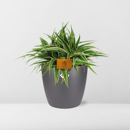 Kamerplant - Chlorophytum Ocean - Pot Ø 16cm Hoogte ↕ 15cm