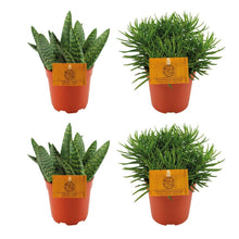 4 stuks - 2x Aloe Paradisicum + 2x Senecio Himalaya - Pot Ø 10.5cm Hoogte ↕ 10cm