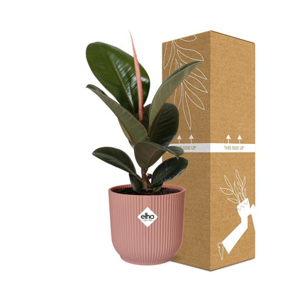 Kamerplant - Ficus Elastica 'Robusta' - Pot Ø 14cm
