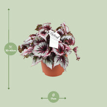 Kamerplant - Begonia Beleaf Evening Glow - Pot Ø 17cm Hoogte ↕ 33cm