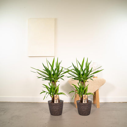 Kamerplant 2x Yucca - Pot Ø 17cm Hoogte ↕ 90cm