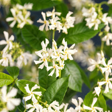 Buitenplant 2x Trachelospermum jasminoides - Bloeiend, Groenblijvend - Pot Ø 11cm Hoogte ↕ 40cm