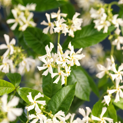 Buitenplant 2x Trachelospermum jasminoides - Bloeiend, Groenblijvend - Pot Ø 11cm Hoogte ↕ 40cm