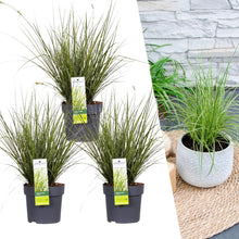 Buitenplant 3x Carex brunnea Variegata - Pot Ø 14cm Hoogte ↕ 25cm