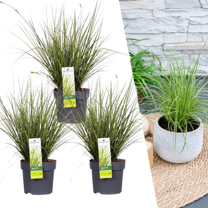 Buitenplant 3x Carex brunnea Variegata - Pot Ø 14cm Hoogte ↕ 25cm