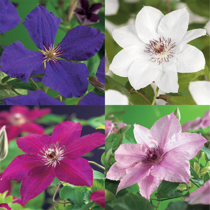 Buitenplant 4x Clematis Rainbow - Bloeiend - Pot Ø 11cm Hoogte ↕ 40cm
