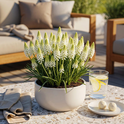 Buitenplant 50x Muscari White Magic - Bloeiend - Bolmaat 6/7