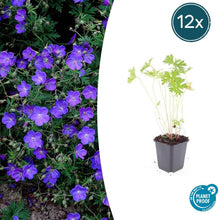 Buitenplant 12x Geranium 'Johnson's Blue' - Bloeiend - Pot Ø 9cm Hoogte ↕ 10-25cm