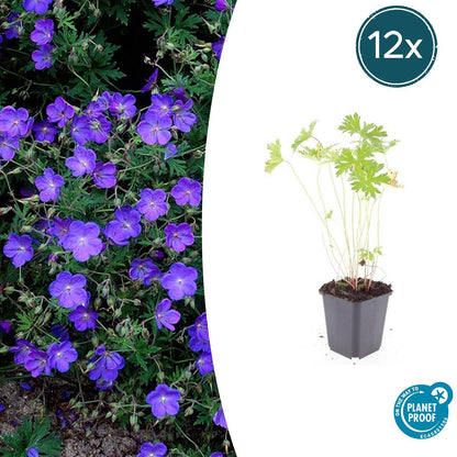 Buitenplant 12x Geranium 'Johnson's Blue' - Bloeiend - Pot Ø 9cm Hoogte ↕ 10-25cm