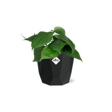 Kamerplant - Philodendron Scandens - Pot Ø 14cm