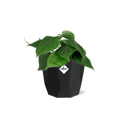 Kamerplant - Philodendron Scandens - Pot Ø 14cm