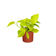 Kamerplant - Epipremnum Pinnatum 'Golden Pothos' - Inclusief sierpot - Pot Ø 14cm