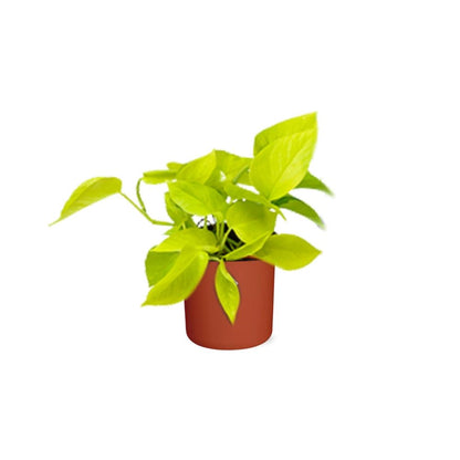Kamerplant - Epipremnum Pinnatum 'Golden Pothos' - Inclusief sierpot - Pot Ø 14cm