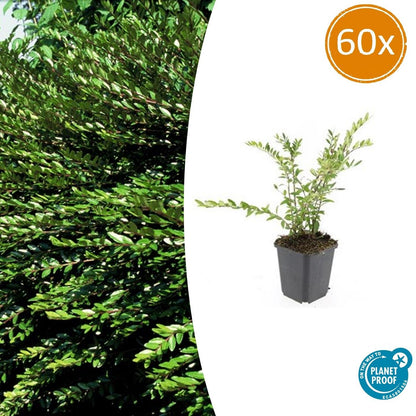 Buitenplant 60x Lonicera pileata 'Purple Pearl' - Pot Ø 9cm Hoogte ↕ 10-25cm