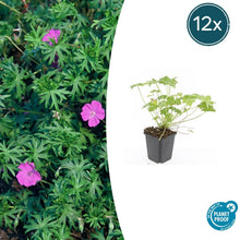 Buitenplant 12x Geranium 'Tiny Monster' - Vaste plant, Winterhard, Bloeiend - Pot Ø 9cm Hoogte ↕ 25cm