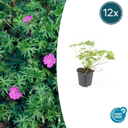 Buitenplant 12x Geranium 'Tiny Monster' - Vaste plant, Winterhard, Bloeiend - Pot Ø 9cm Hoogte ↕ 25cm