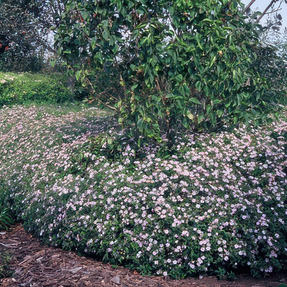 Buitenplant 6x Aster - Bloeiend - Pot klein Hoogte ↕ variabel
