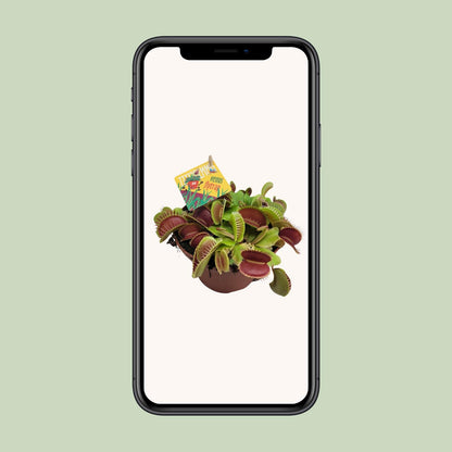 Kamerplant - Dionaea Muscipula - Pot Ø 12cm Hoogte ↕ 12cm