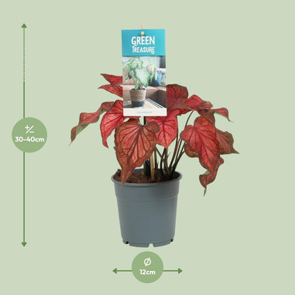 Kamerplant - Caladium Rood - Pot Ø 12cm Hoogte ↕ 25cm