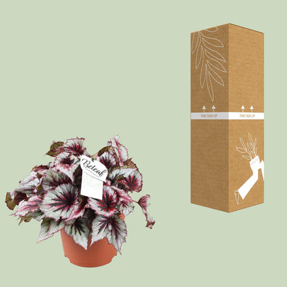Kamerplant - Begonia Beleaf Evening Glow - Pot Ø 17cm Hoogte ↕ 33cm