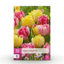 Buitenplant - Tulp Foxtrot mix - Bloeiend - 12 bollen Bolmaat 11/12