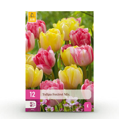Buitenplant - Tulp Foxtrot mix - Bloeiend - 12 bollen Bolmaat 11/12