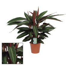 Kamerplant - Calathea Stripestar - Pot Ø 17cm Hoogte ↕ 65cm