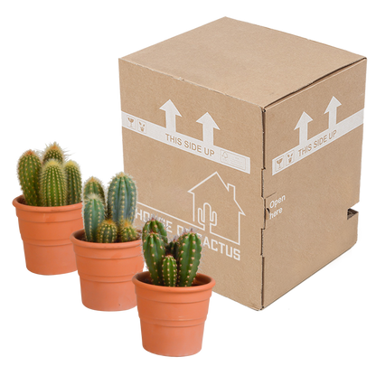 Kamerplant 3x Cereus mix - Pot Ø 10,5cm