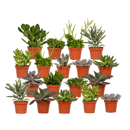 Kamerplant - Succulenten Mix - Pot Ø 8,5cm Hoogte ↕ 18cm