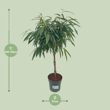 XL kamerplant - Ficus Alii Gevlochten - Pot Ø 27cm Hoogte ↕ 110cm