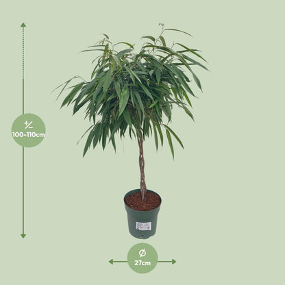 XL kamerplant - Ficus Alii Gevlochten - Pot Ø 27cm Hoogte ↕ 110cm