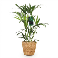 Kamerplant - Howea Forsteriana (Kentia Palm) incl. Mand - Pot Ø 19cm Hoogte ↕ 80-85cm