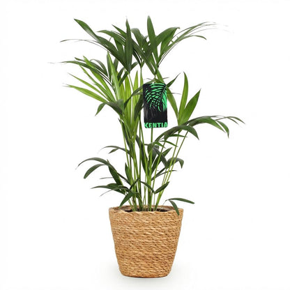 Kamerplant - Howea Forsteriana (Kentia Palm) incl. Mand - Pot Ø 19cm Hoogte ↕ 80-85cm