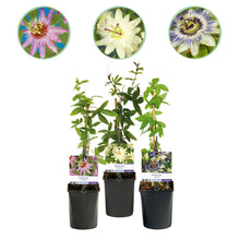 Buitenplant 3x Passiflora 'Tricolour' - Bloeiend - Pot Ø 11cm Hoogte ↕ 40cm