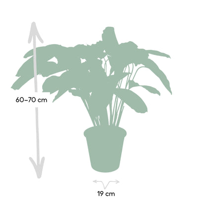 Kamerplant - Calathea Flamestar - Pot Ø 19cm Hoogte ↕ 75cm