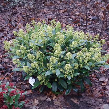 Buitenplant 3x Skimmia japonica Finchy - Wit Bloeiend - Winterhard - Pot Ø 15cm Hoogte ↕ 30cm