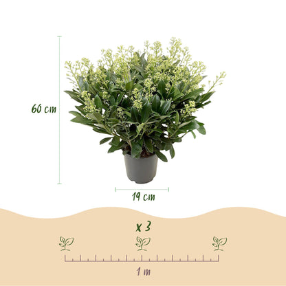 Buitenplant - Skimmia japonica 'Finchy' - Winterhard - Pot Ø 19cm Hoogte ↕ 60cm