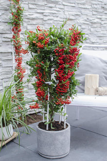 Buitenplant - Pyracantha coccinea Red Star - Pot Ø 23cm Hoogte ↕ 75cm