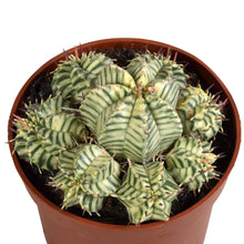 Kamerplant - Euphorbia meloformis variegata - Pot Ø 10,5cm
