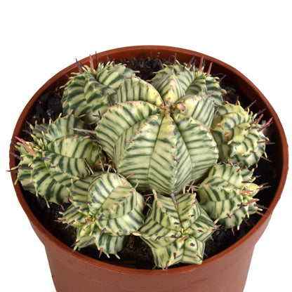 Kamerplant - Euphorbia meloformis variegata - Pot Ø 10,5cm