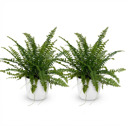 Kamerplant 2x Nephrolepsis exaltata 'Green Lady' - Varen - Pot Ø 12cm Hoogte ↕ 25cm