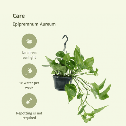 Kamerplant 2x Epipremnum Aureum - Scindapsus - Pot Ø 15cm Hoogte ↕ 25cm