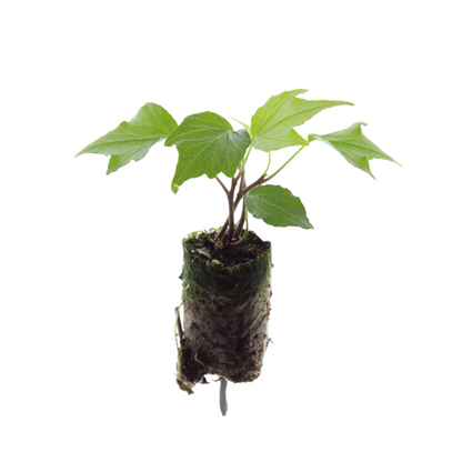 Buitenplant 6x Hedera 'Green Ripple' - Klimplant - Pot Hoogte ↕ variabel